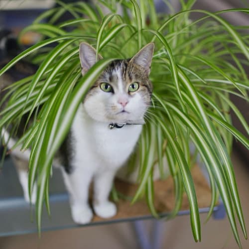 Кот и растение