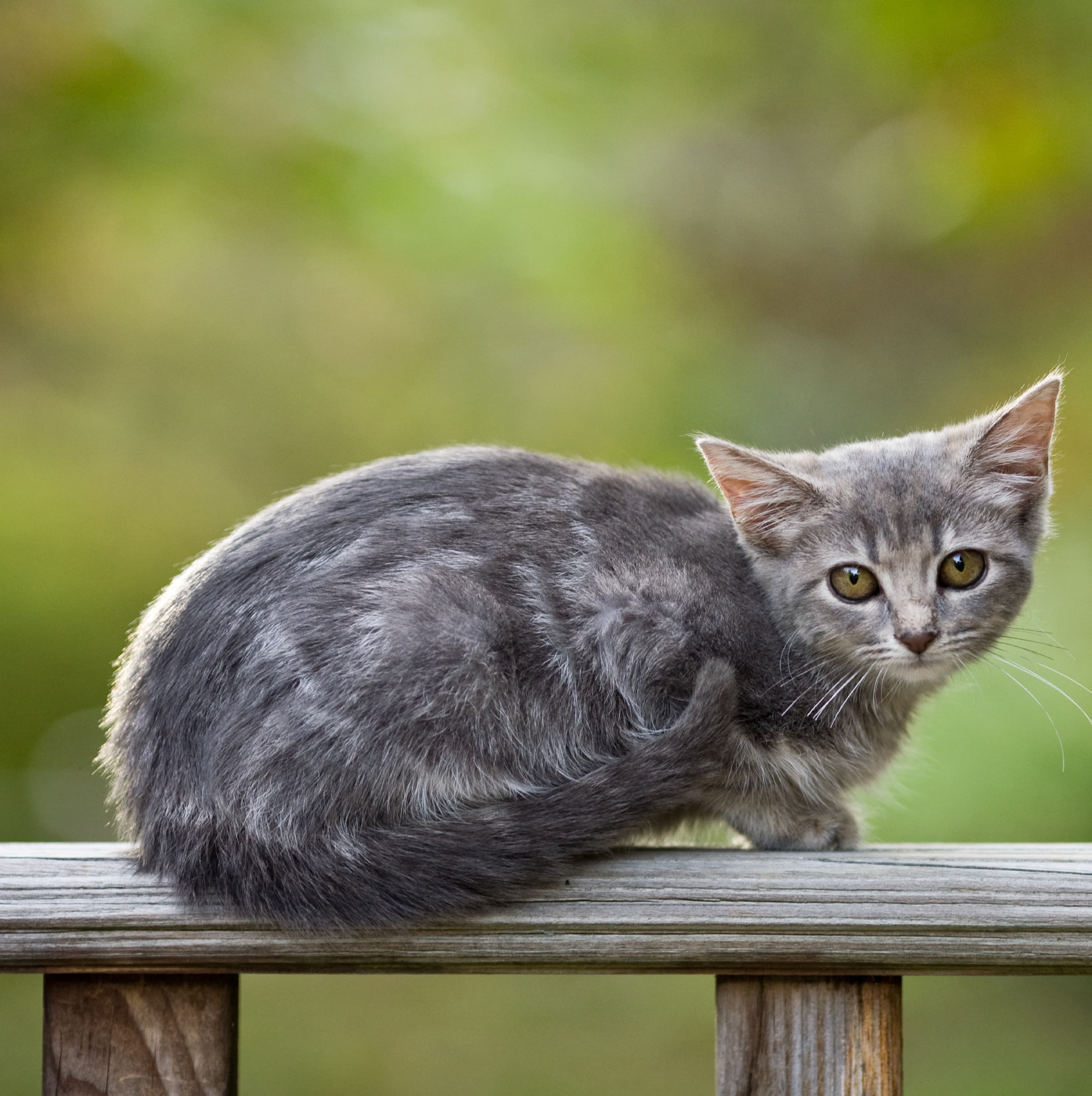 Клещи у кошек