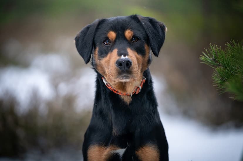 Как подготовить питомца к зиме: проверенные советы по уходу и питанию, чтобы холод не стал стрессом