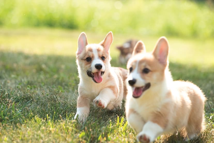Клички для корги мальчиков: имена и как назвать питомца