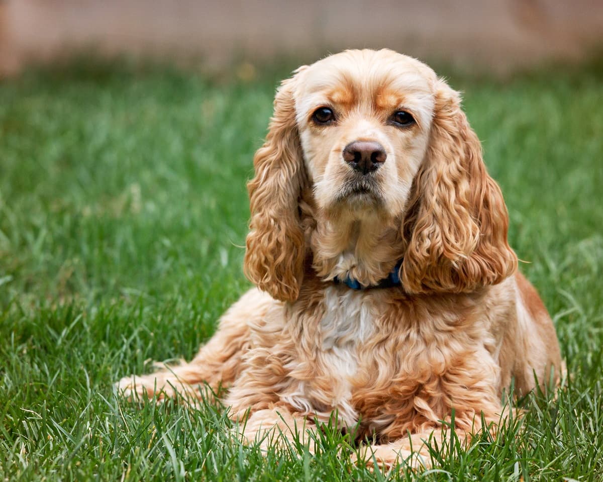 Клички собак на Ф: имена и как назвать питомца - фото