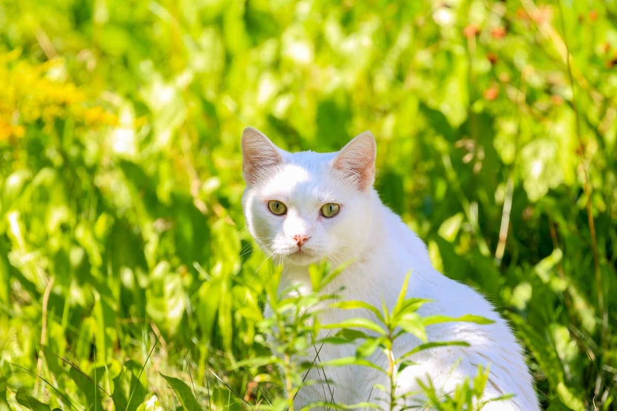 Как назвать белого кота-мальчика - фото