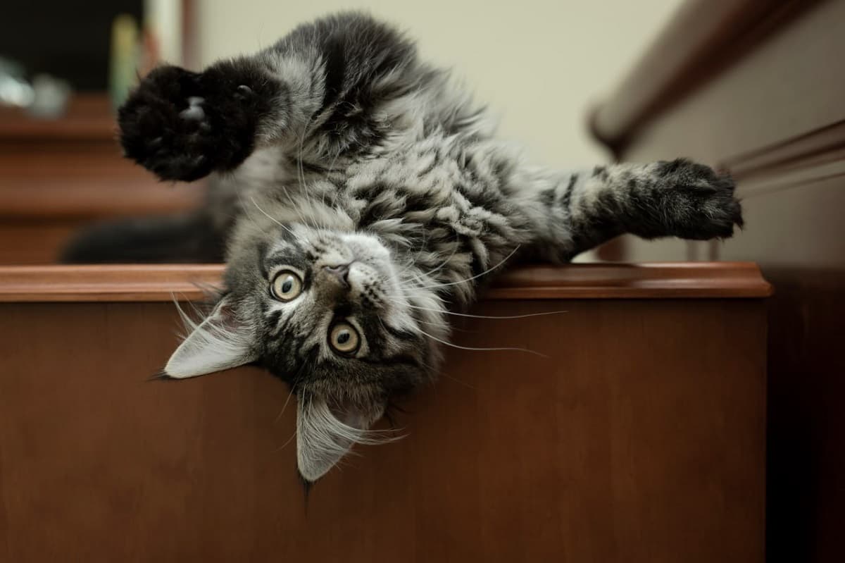 Как назвать серую кошку-девочку - фото