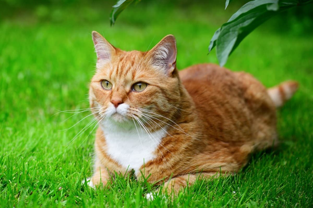 Как назвать рыжего кота-мальчика - фото