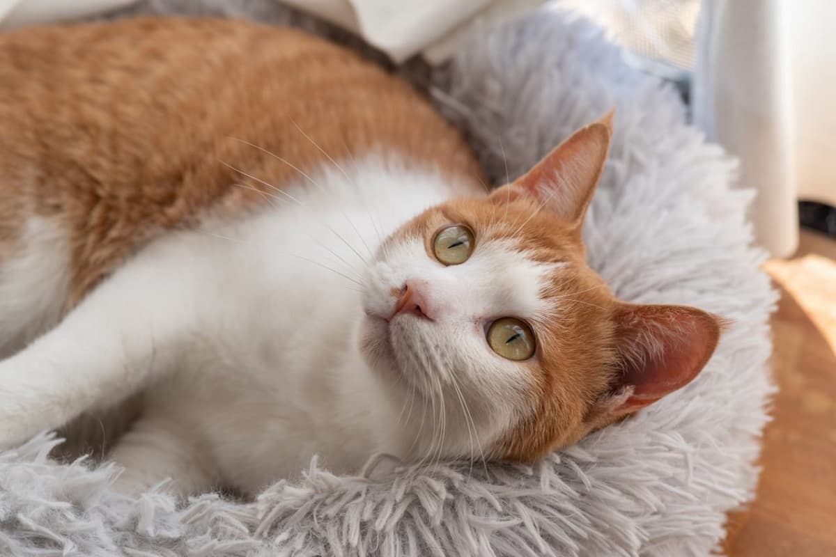 Как назвать рыжую кошку-девочку - фото