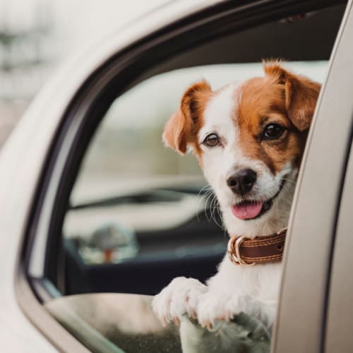 Как перевозить собаку в машине