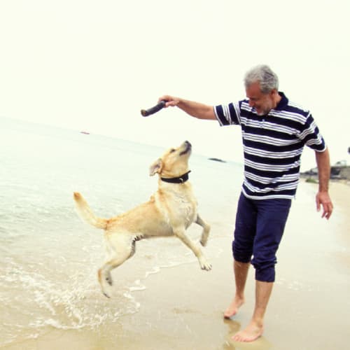 Стоит ли заводить собаку