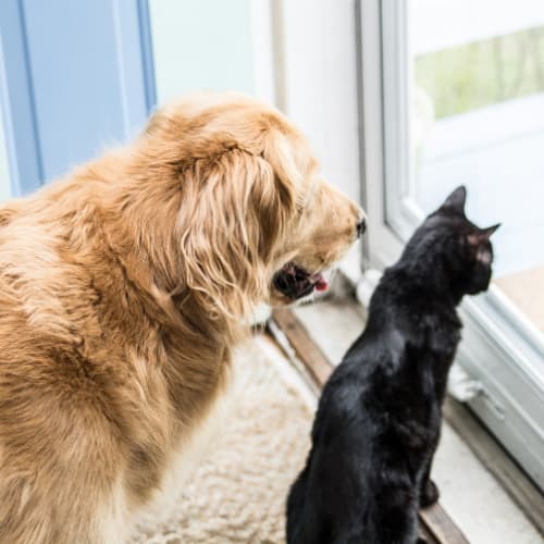 Какого питомца выбрать: породистого или беспородного