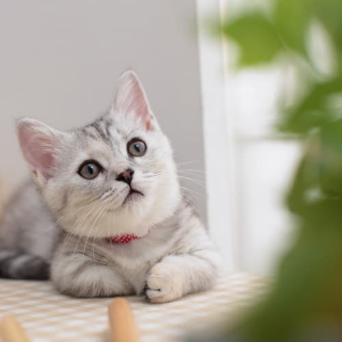 Растения ядовитые для кошек и собак