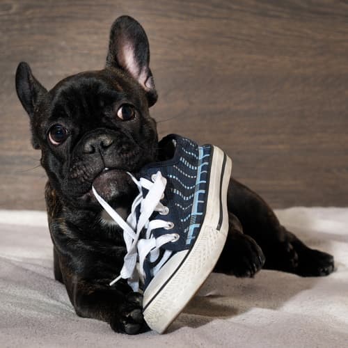 Как отучить собаку от вредных привычек