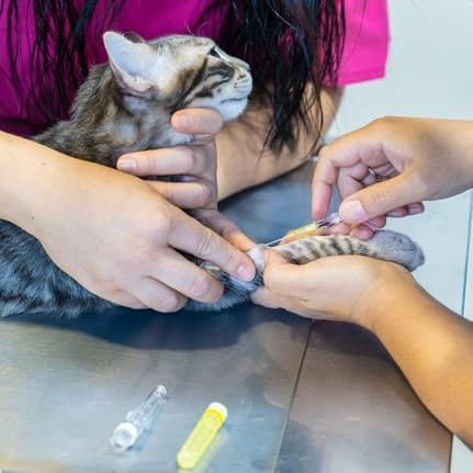 Вакцинация котят и взрослых кошек