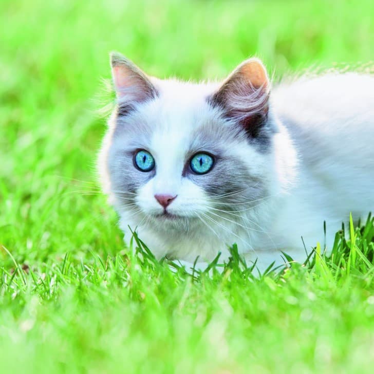 Чем опасен самовыгул для домашних кошек