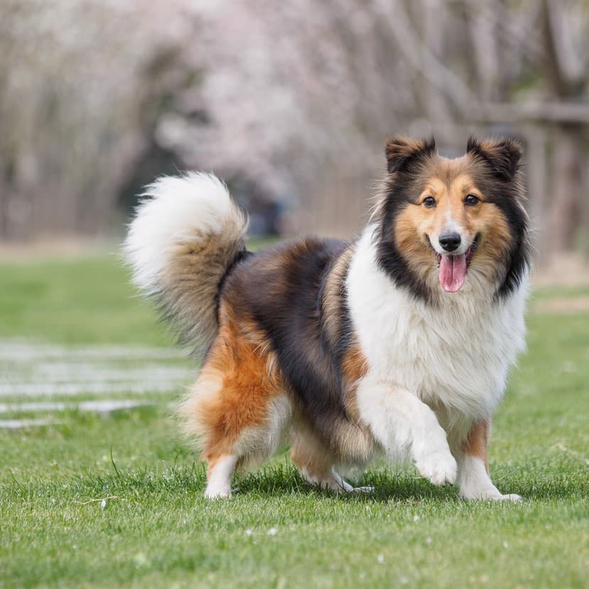 Опасность самовыгула для собак