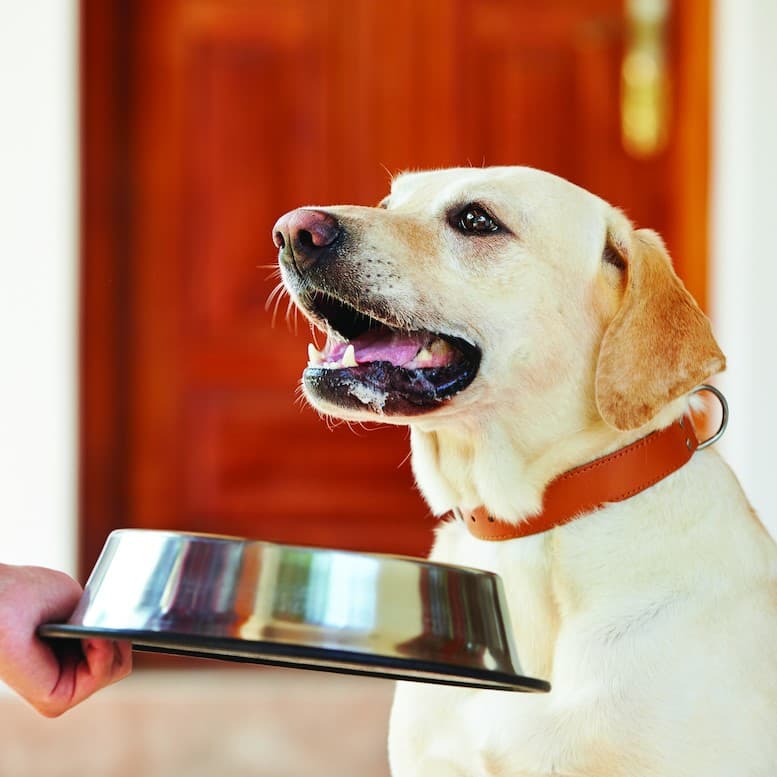 Как правильно кормить собаку сухим кормом