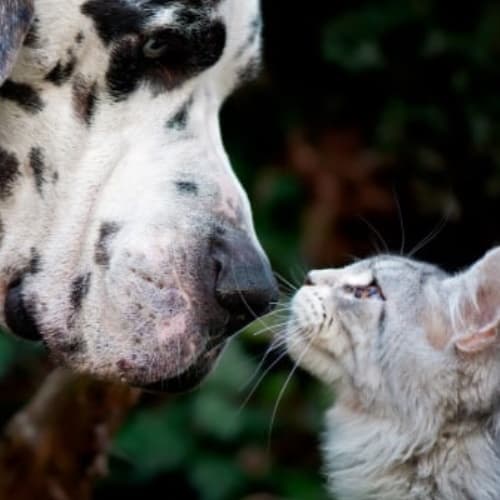 Обработка кошек и собак от эктопаразитов