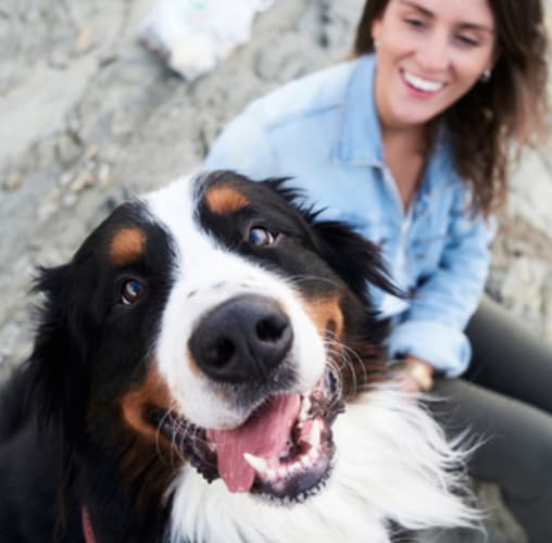 Собака смотрит в камеру