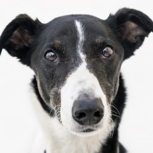 Собака смотрит в камеру