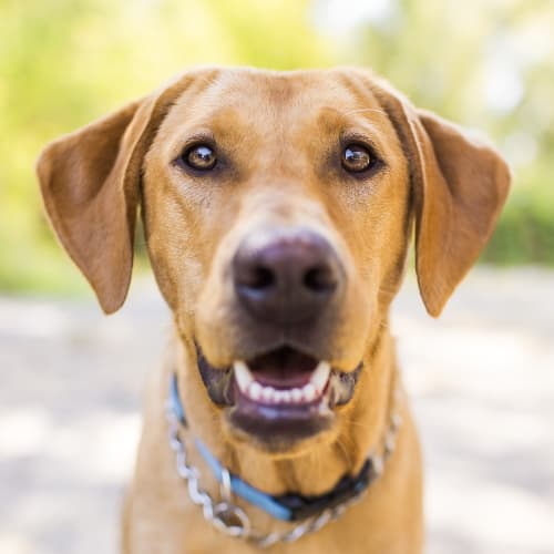 Собака смотрит в камеру