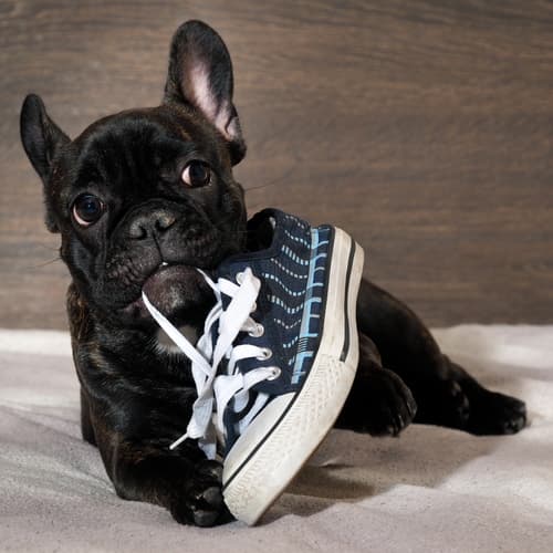 Как и чем почистить зубы собаке