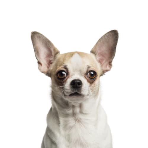 Портрет собаки на белом фоне