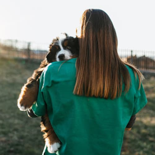 Как живут животные в приютах