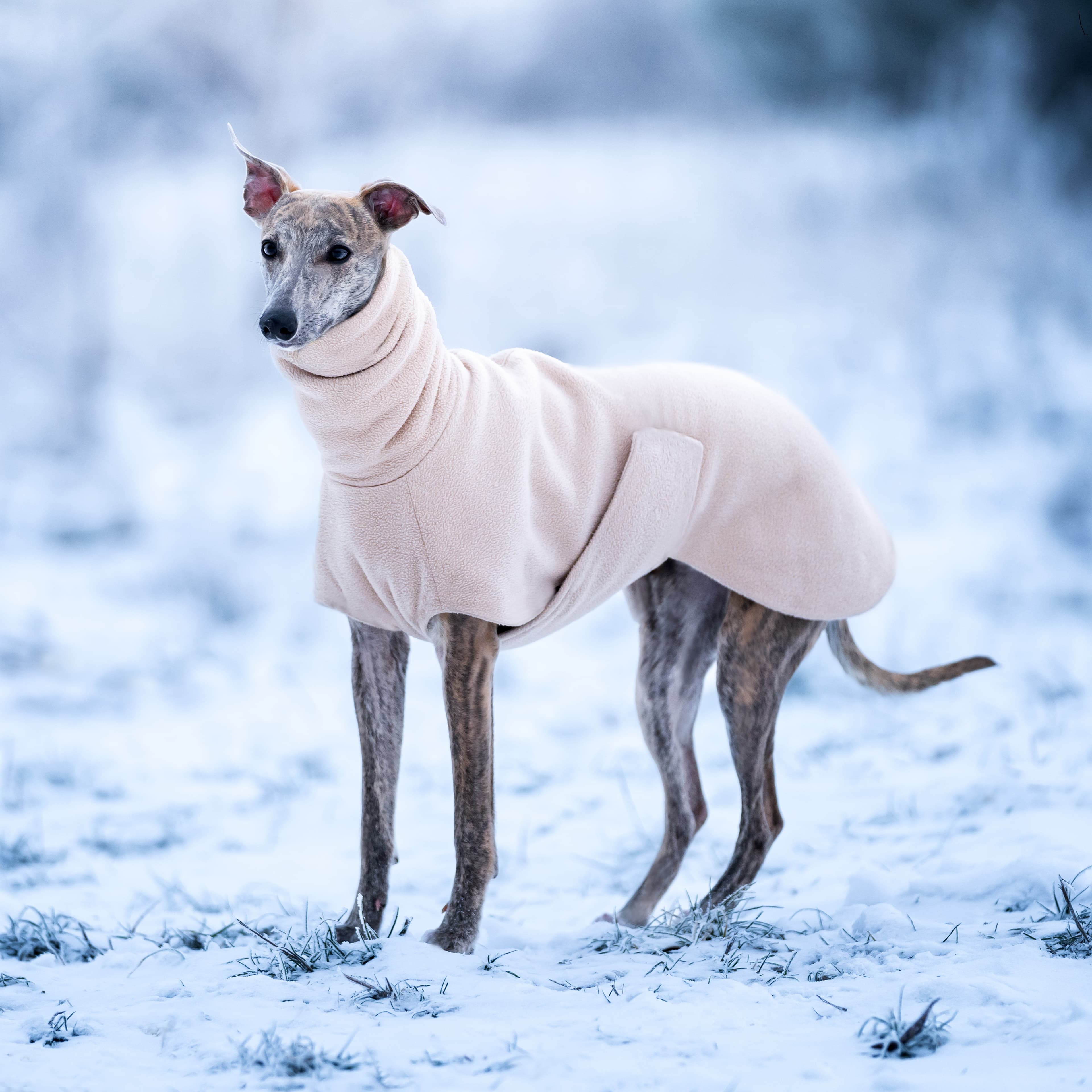 Почему собака дрожит