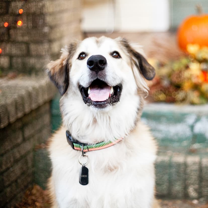 Самые большие собаки в мире