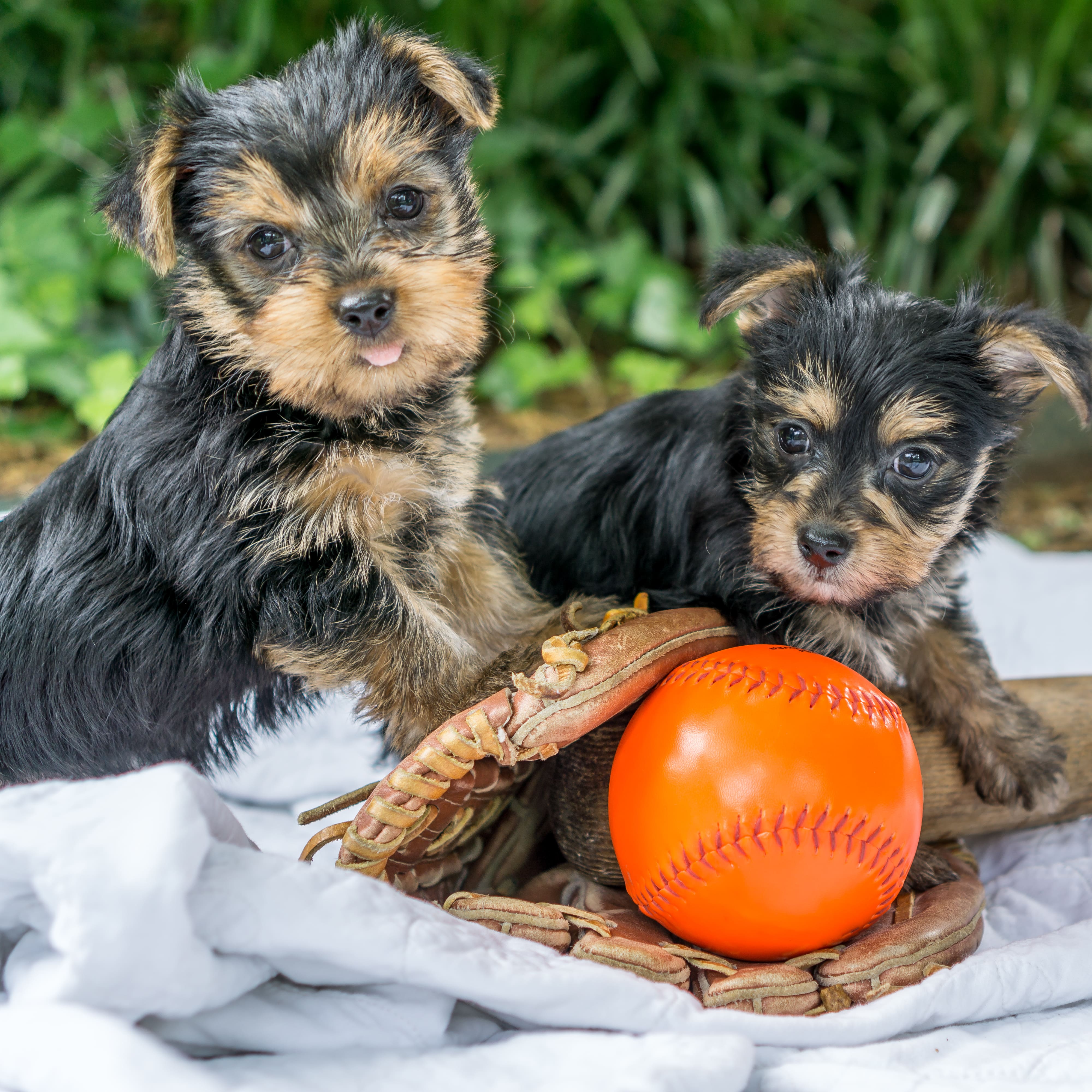 Щенки играют с мячом