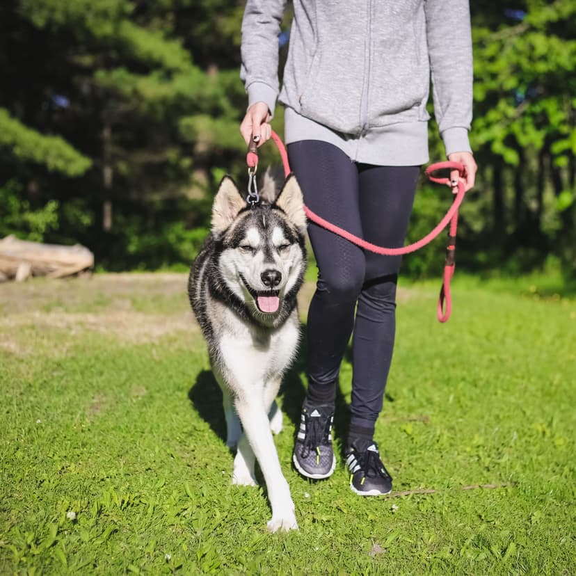 Можно ли выгуливать собак в приютах