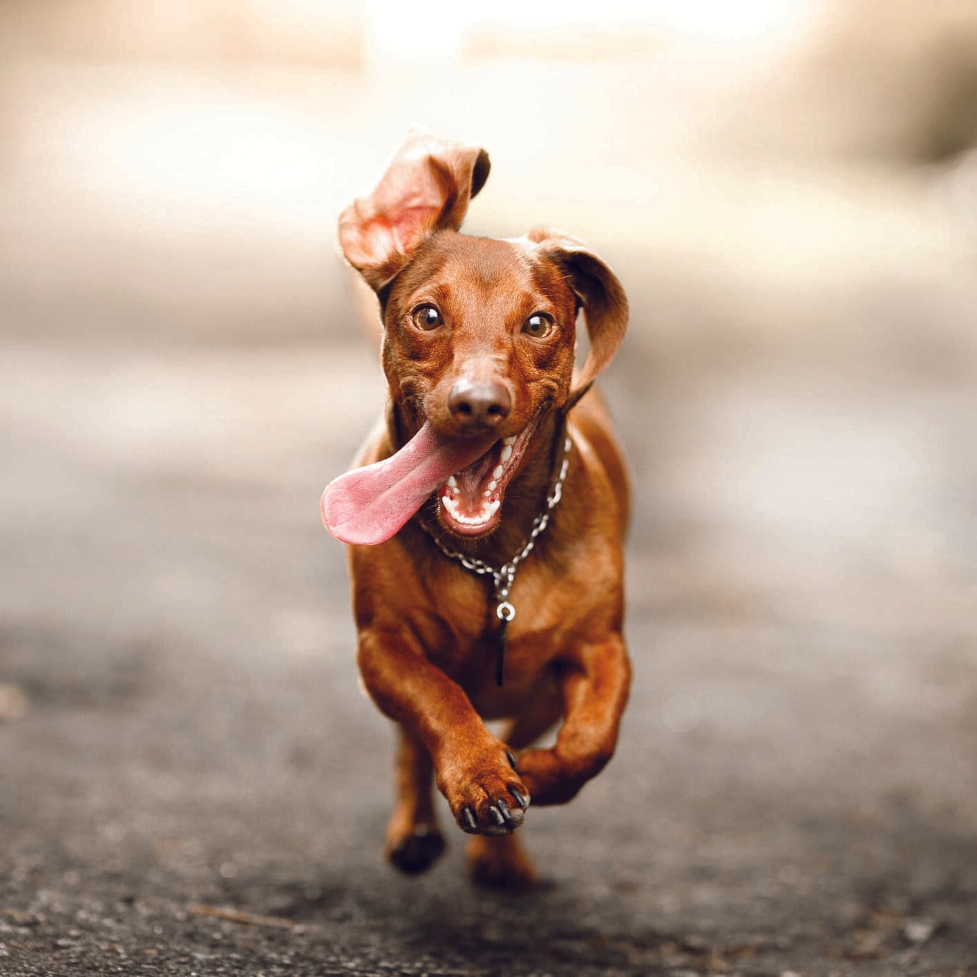 Почему собака часто дышит