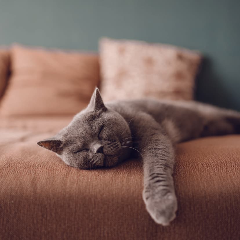 Сколько спят кошки