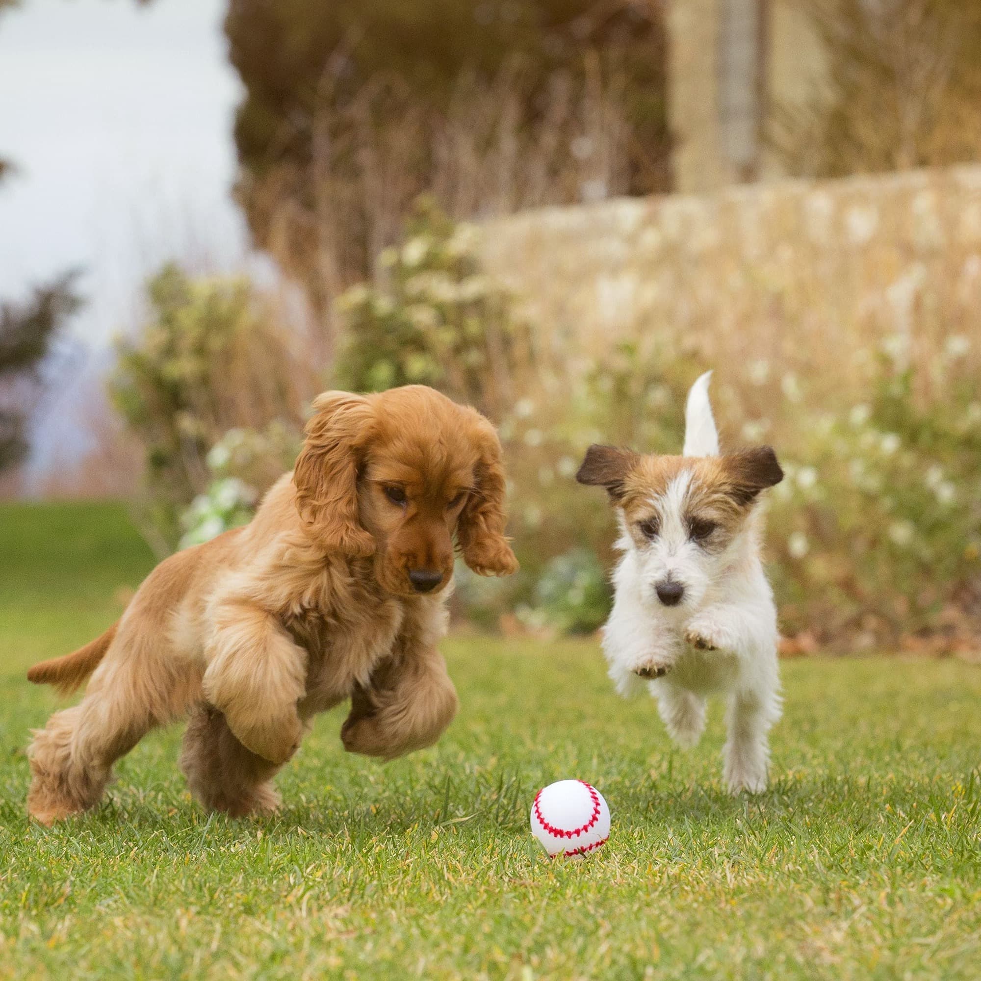 Как приучить щенка к туалету