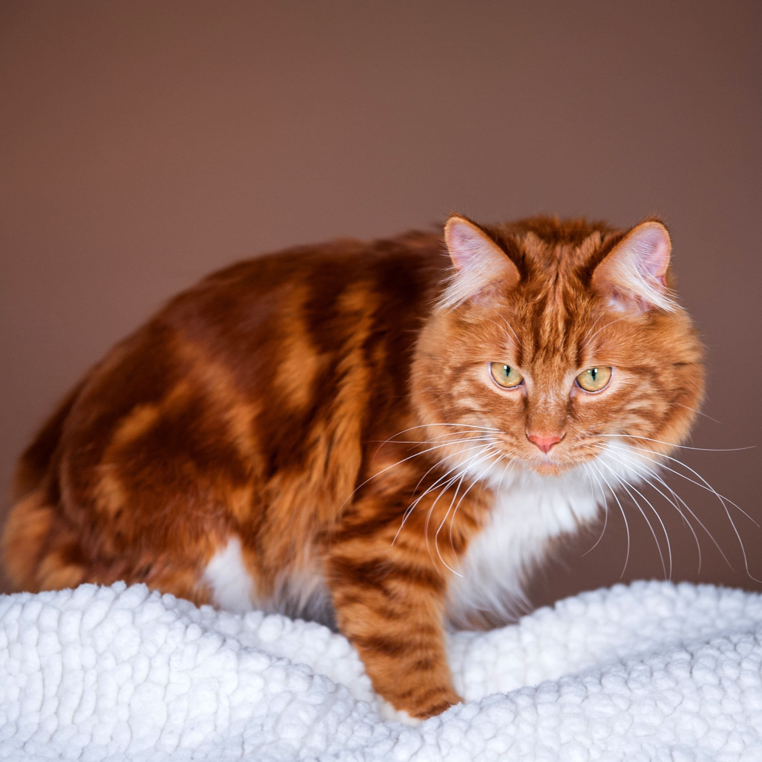 Длинношерстые породы кошек