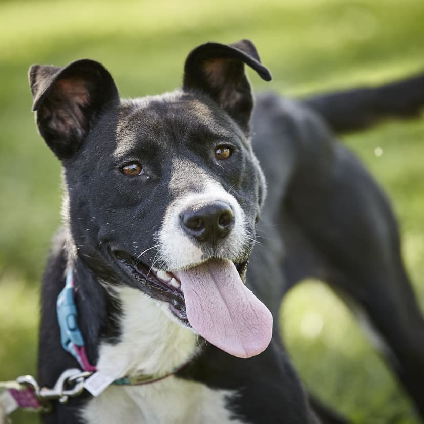 Можно ли перевоспитать взрослую собаку из приюта?