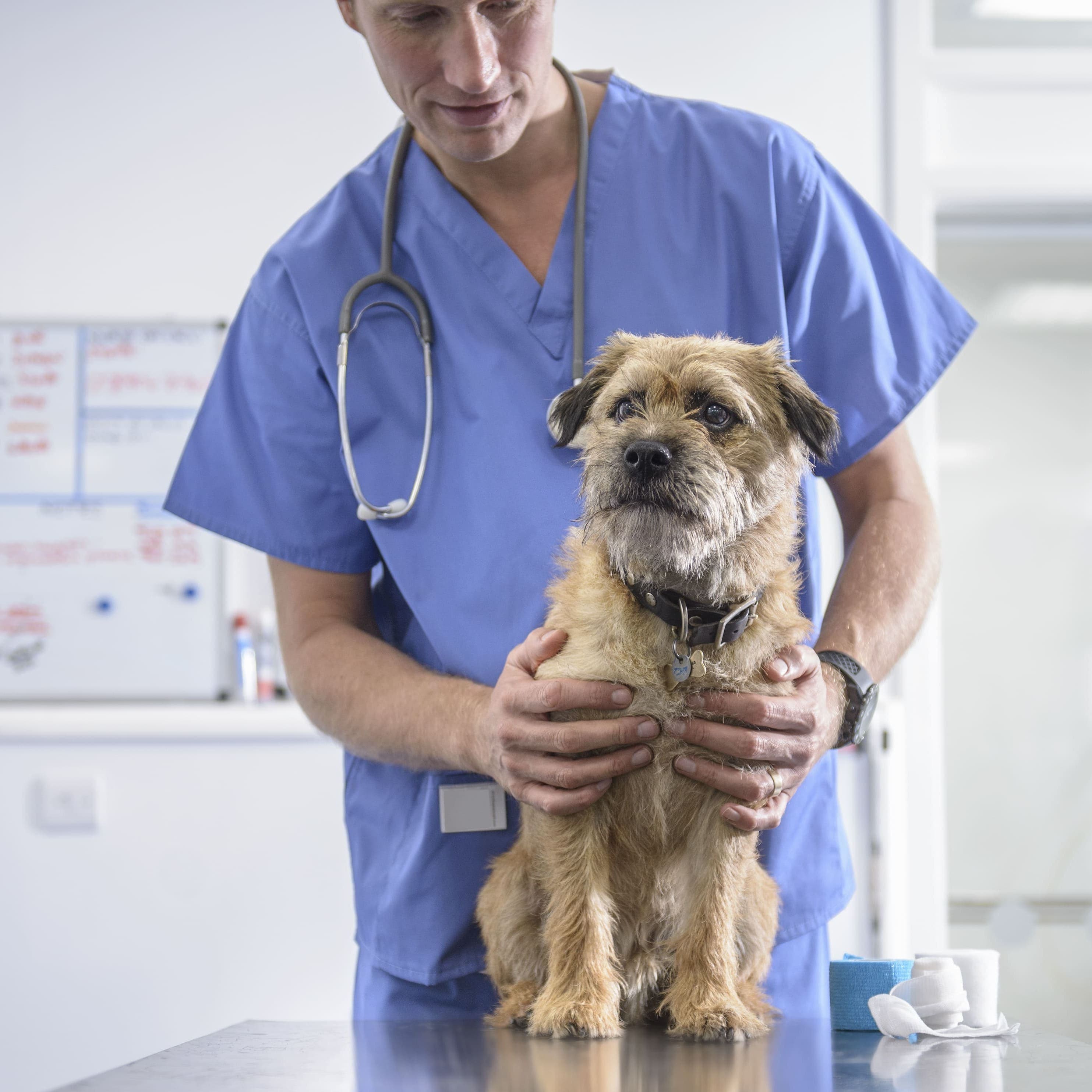 Собака на приеме у ветеринара