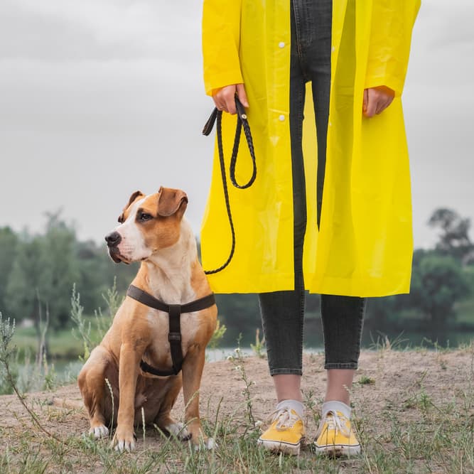 Как приучить взрослую собаку к туалету