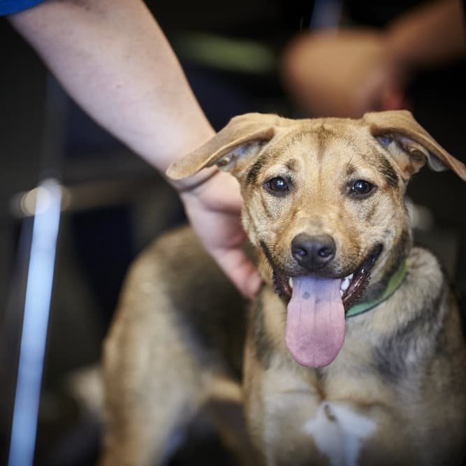 Правила безопасности при общении с бездомными животными