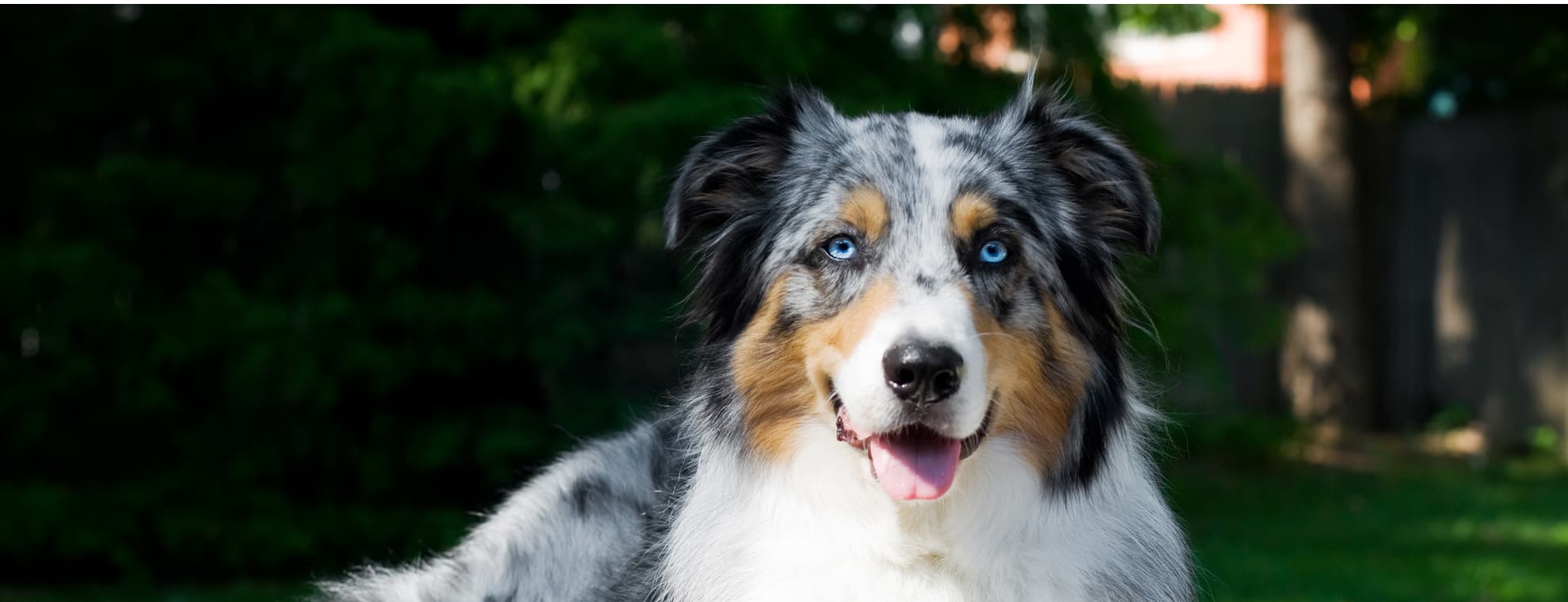 Клички для больших собак