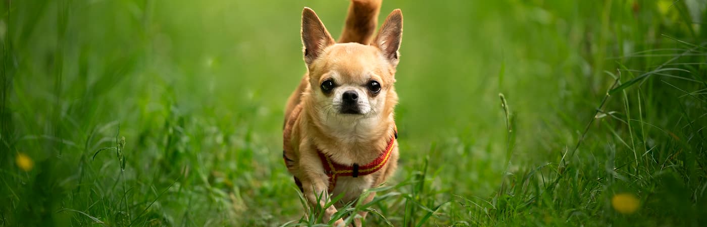 Виды приютов для животных