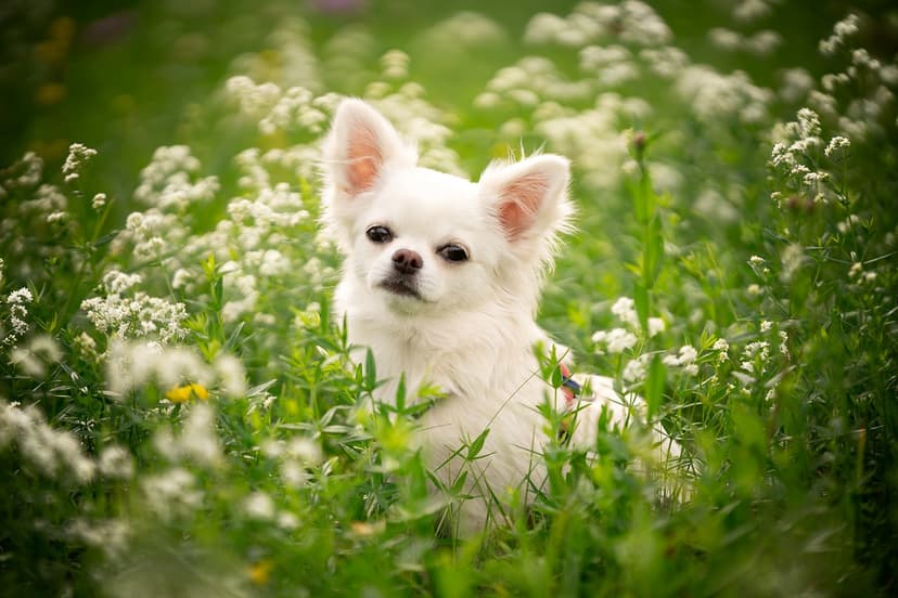 Клички для собак чихуахуа девочек