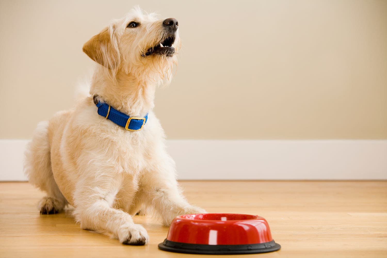 Чем нельзя кормить собаку?