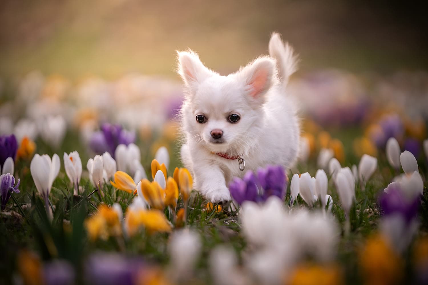 Как назвать маленькую собаку