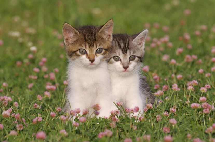 Как определить пол котенка