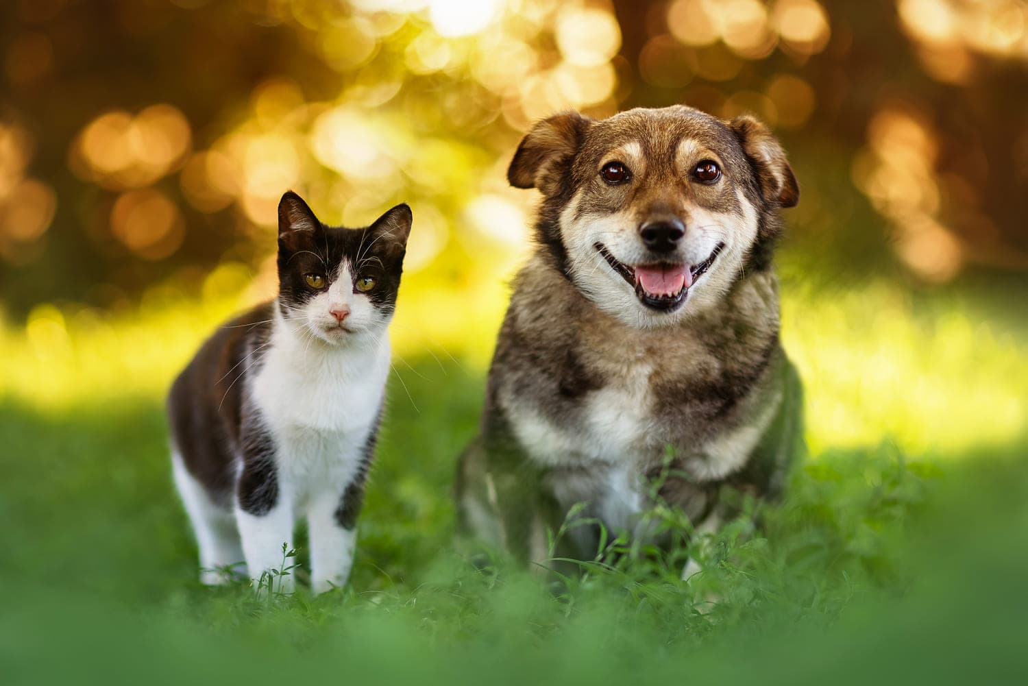 Можно ли заводить собаку, если дома уже есть кошка