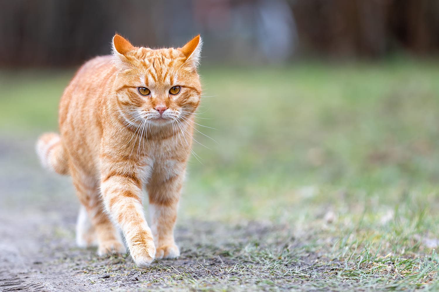 Сколько лет живут кошки?