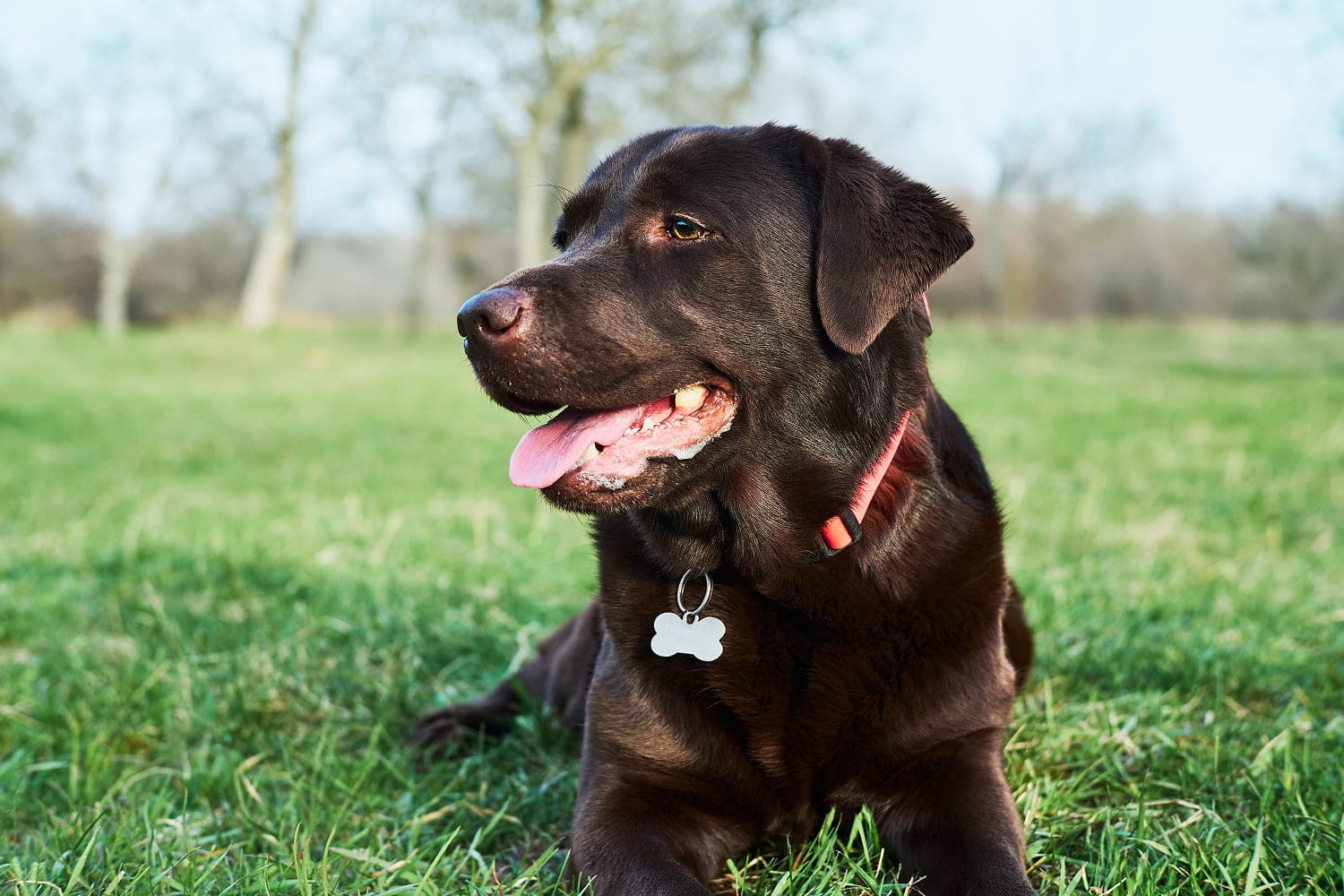 Сколько лет живут собаки?