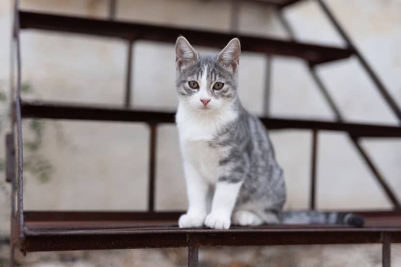 Сколько должен весить котенок по месяцам