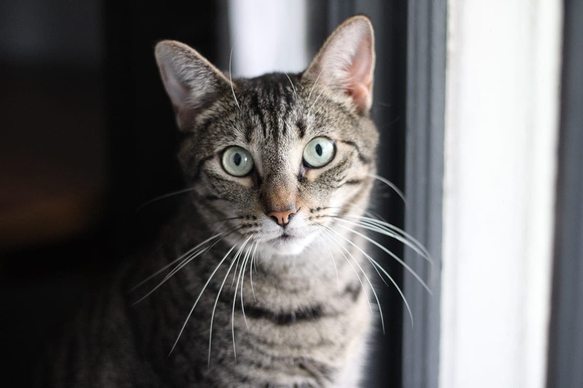 Стресс у кошек: симптомы, что делать и как снять