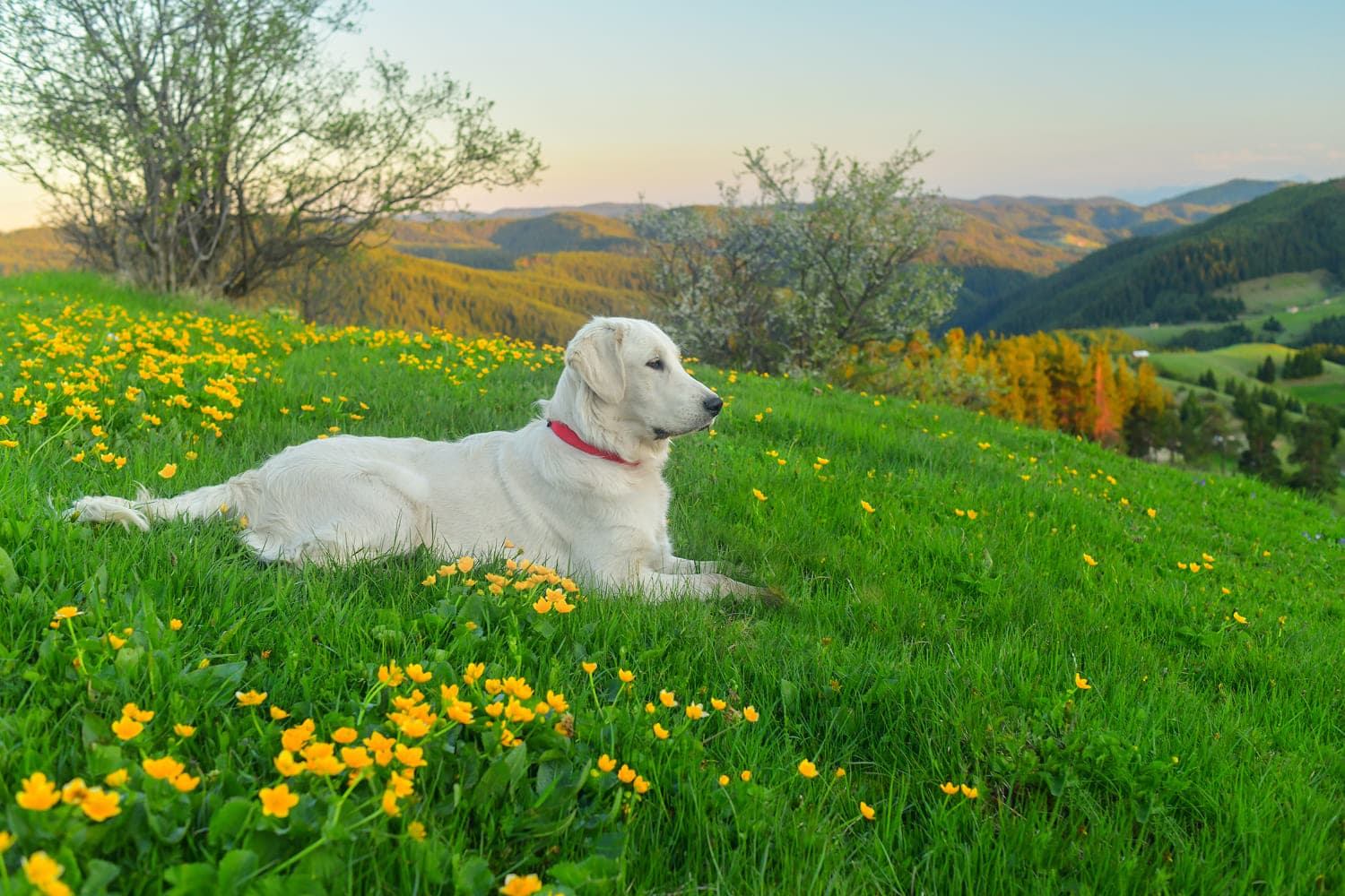 Уход за пожилой собакой
