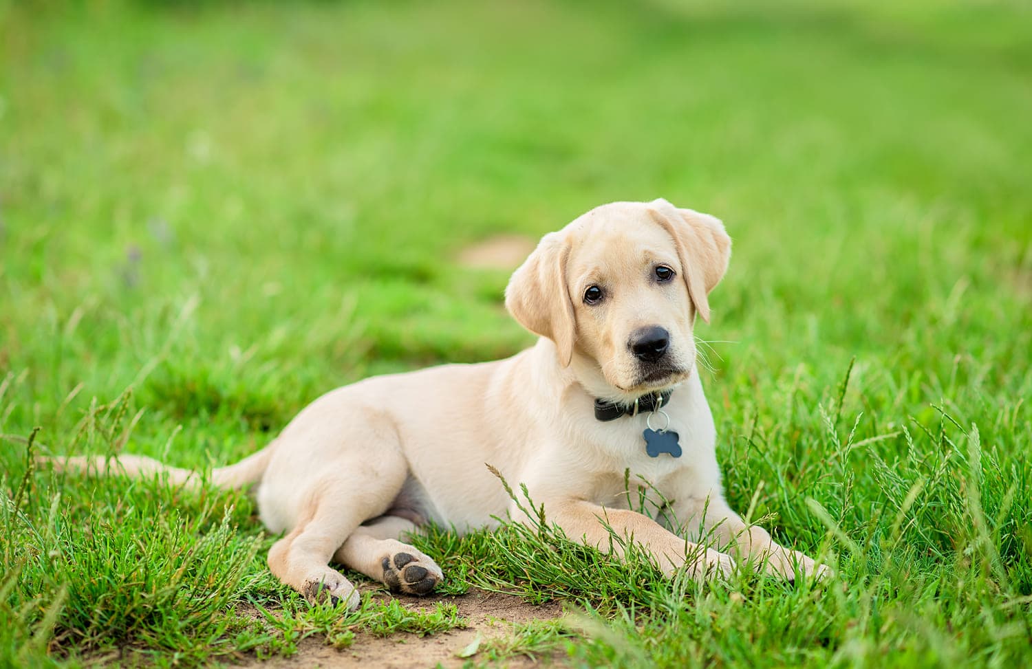 Клички для собак мальчиков